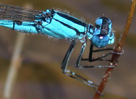 Azure Bluet